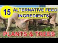 15 Alternative Feed Ingredients for Pig to Reduce the Feed Cost