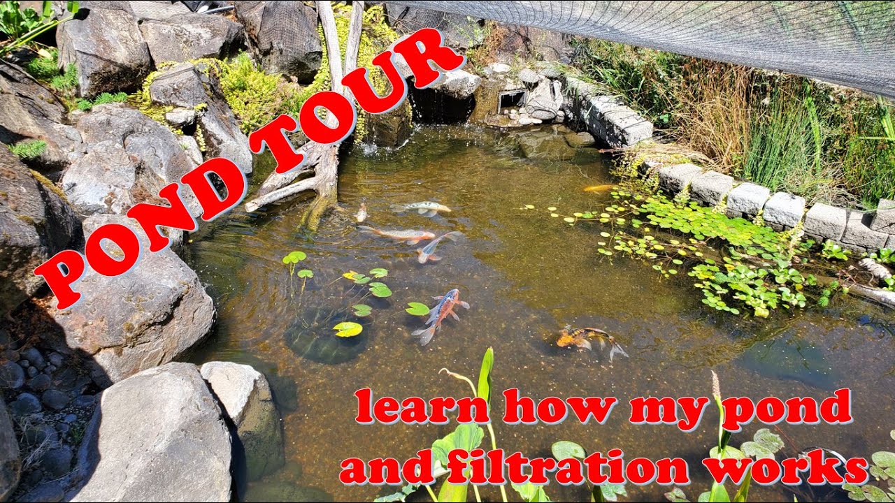 Learn how this pond functions in this Pond Tour