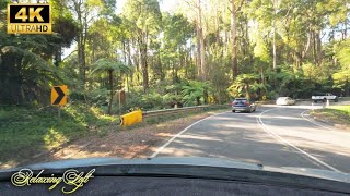 Relaxing Driving Trip in Melbourne | Ferntree Gully - Dandenong Ranges Botanic Garden [4k60FPS]