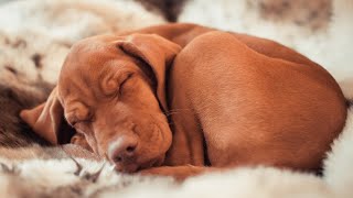 Over EIGHT Hours of Relaxation for Dogs with Separation Anxiety! Calm Your Dog While You're Away