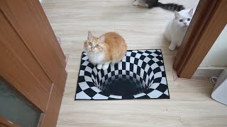 3 Cats vs Indoor Sinkhole - Can Cats See Optical illusions? by Candace House 1,206 views 2 years ago 1 minute, 57 seconds