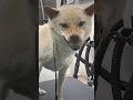 Trimming a Shiba Inu’s nails #shibainu #iykyk #petgrooming #petgroomer #doggrooming #mobilegroomer