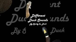 Mallard Duck Sounds