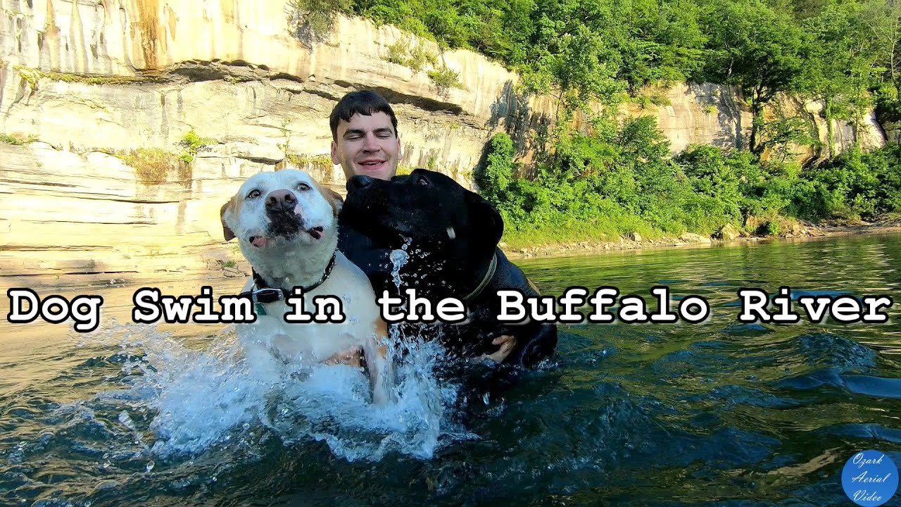 Taking the Dogs For a Swim in the Buffalo River YouTube