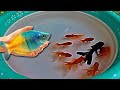Carp Betta Goldfish Catfish Molly Black Koi Fish Guppy Swordtail Fish Perch Koi Cute animals Videos