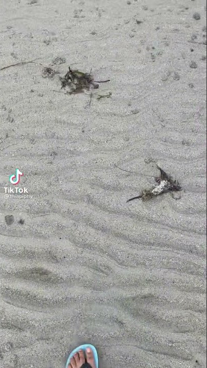 repost Bale Pulang (Angin datang kasih kabar)