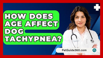 How Does Age Affect Dog Tachypnea? - PetGuide360.com