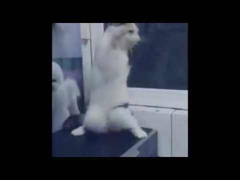 Chat Qui Danse