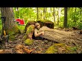 Hidden Tree Stump Shelter for Solo Camping 🌿