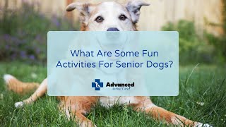 What Are Some Fun Activities For Senior Dogs? by Advanced Animal Care 156 views 2 years ago 2 minutes, 53 seconds