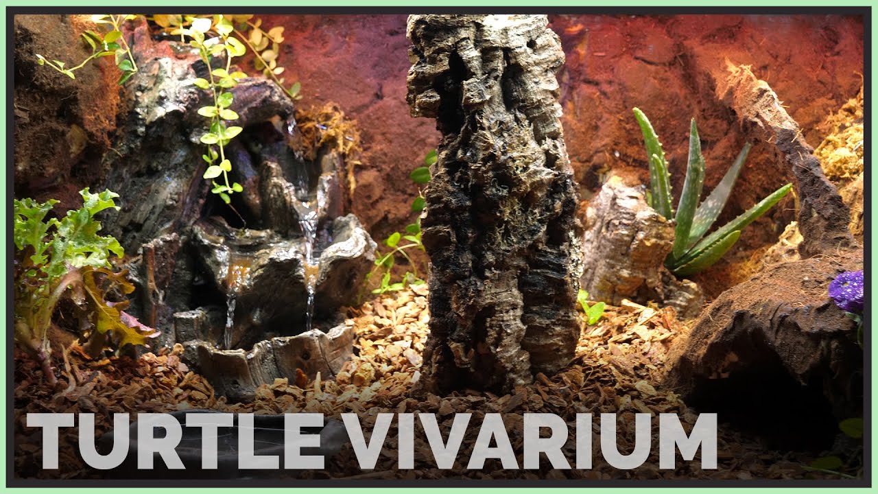 bioactive tortoise enclosure