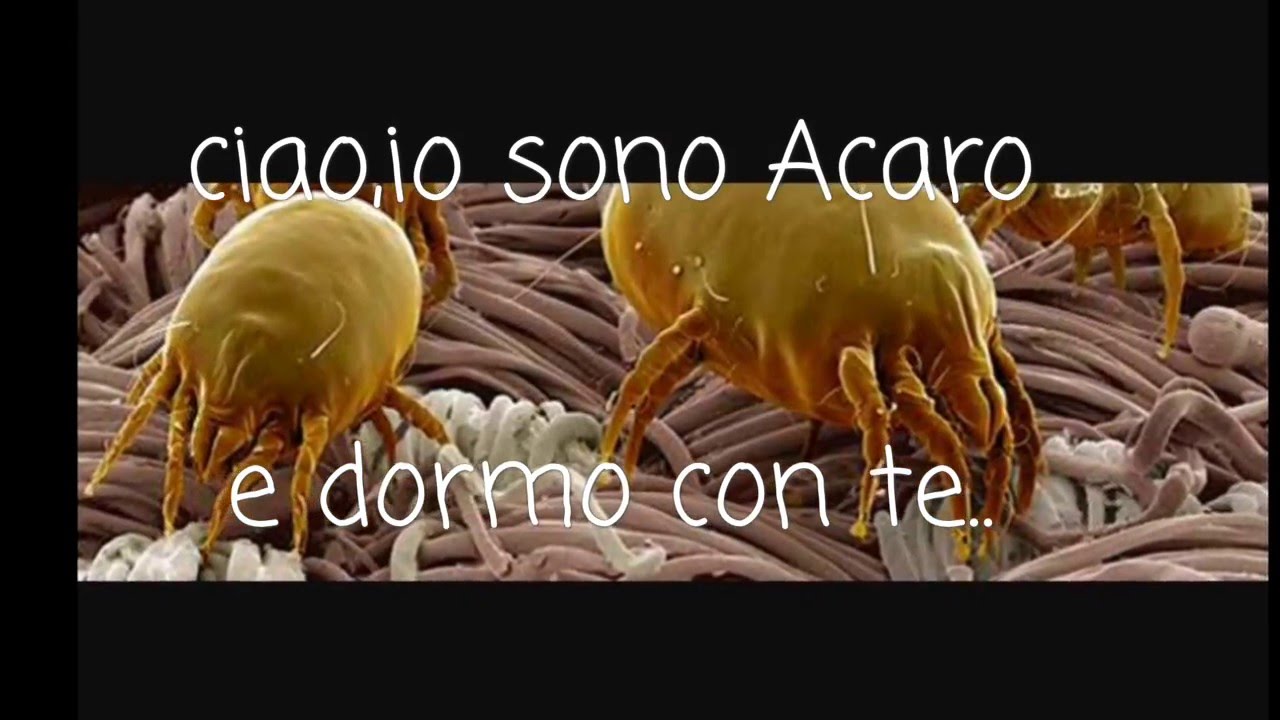 Come pulire il materasso youtube Come togliere macchie di cacca dal materasso