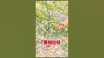 Fruit tree branch puller, labor-saving and reusable #fruittreeplanting #fruittreemanagement #orchard