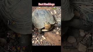 Cute little turtle #turtle #Interesting #foryou #funny #fyp #cute #pets #animals #prank #comedy