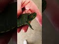 Tiny red-eared pond slider turtle 🐢 #closeupnature #reptiles #redearedsliderturtle #shorts