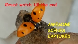 Crazy Robotic Insect | Flying like a ROBOT