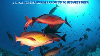 12 fun facts about red snapper