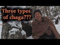 3 Types of Chaga Mushroom, 3 Different Uses