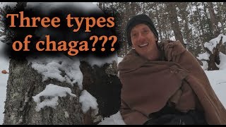 3 Types of Chaga Mushroom, 3 Different Uses