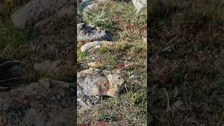 American Pika at Rocky Mountain National Park
