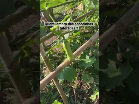 Vídeo: Plante Companheiro Com Abobrinha - O Que Cresce Bem Com Abobrinha