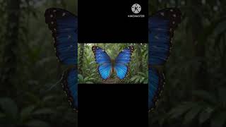 “This blue isn’t color – it’s structure. Light interference makes the Morpho glow.”