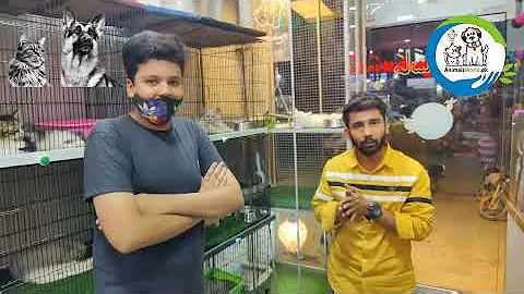 Video 516261: persian kitten, royal canin, royal animals, cat adoption