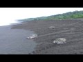 Ostional Wildlife Refuge - Costa Rica - Sea Turtles