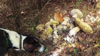 Your mushrooms are waiting for you - 17 kg of porcini mushrooms...