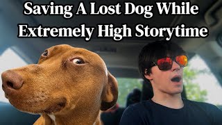Saving a Lost Dog While Extremely High 
