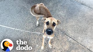 Download Lagu Skinny Mama Dog Chained Up With Her Puppies Gets A New Life | The Dodo MP3 Download Lagu Skinny Mama Dog Chained Up With Her Puppies Gets A New Life | The Dodo MP3