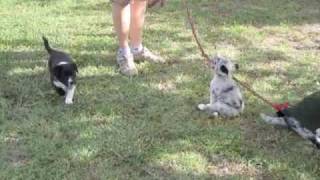 Red-Dawn Borders: Midge Pups Play by Red-Dawn Border Collies 275 views 13 years ago 2 minutes, 1 second