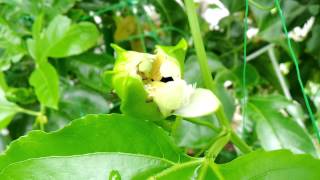 パッションフルーツ(クダモノ時計草)の開花　前半