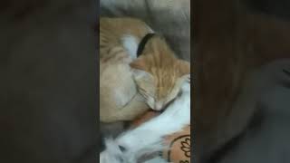 cat ? dog deep sleep