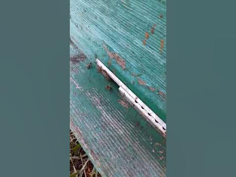 Улий с пчелами! Мой друг рассказывает Маргарите о пчелах - YouTube