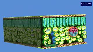 Animation 10 5 Transport in plants   نسخة