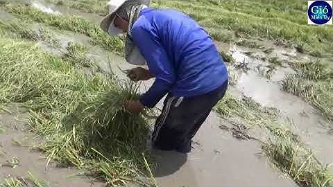 Theo máy cắt lúa xem bắt rắn bắt chuột   catch snake