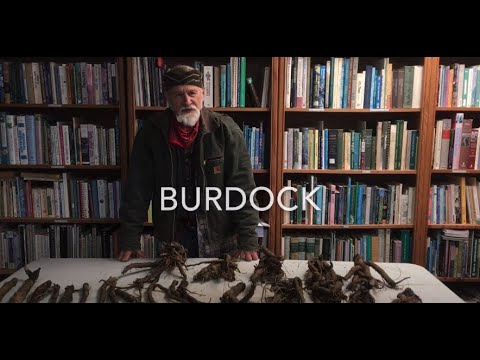 वीडियो: बर्डॉक बढ़ती तकनीक