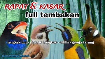 ‼️Masteran Tengkek buto - Cucak cungkok - Cililin - Gereja tarung‼️Suara Jernih Mudah Masuk