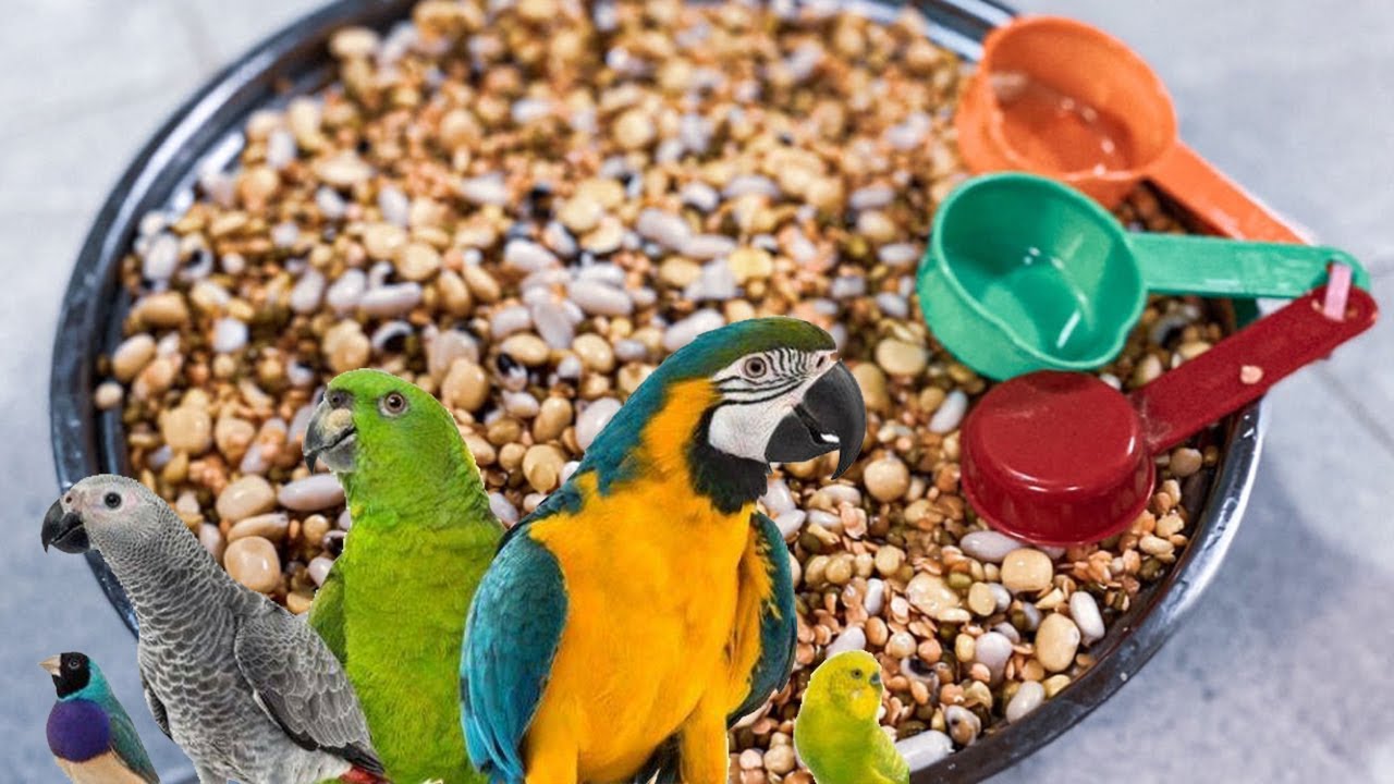 وجبة المنقوع للطيور