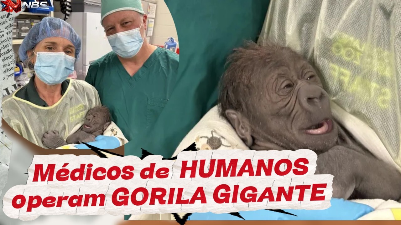 Parto Histórico: Médicos de Humanos Realizam Cesariana Rara para Salvar Filhote de Gorila
