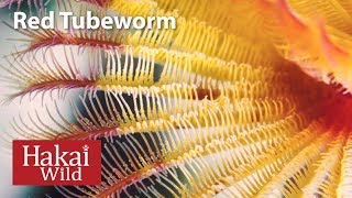 Under the Dock: Red Tubeworm | Hakai Wild
