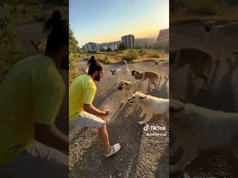 كيف يتم تدريب الكلاب على الهجوم 