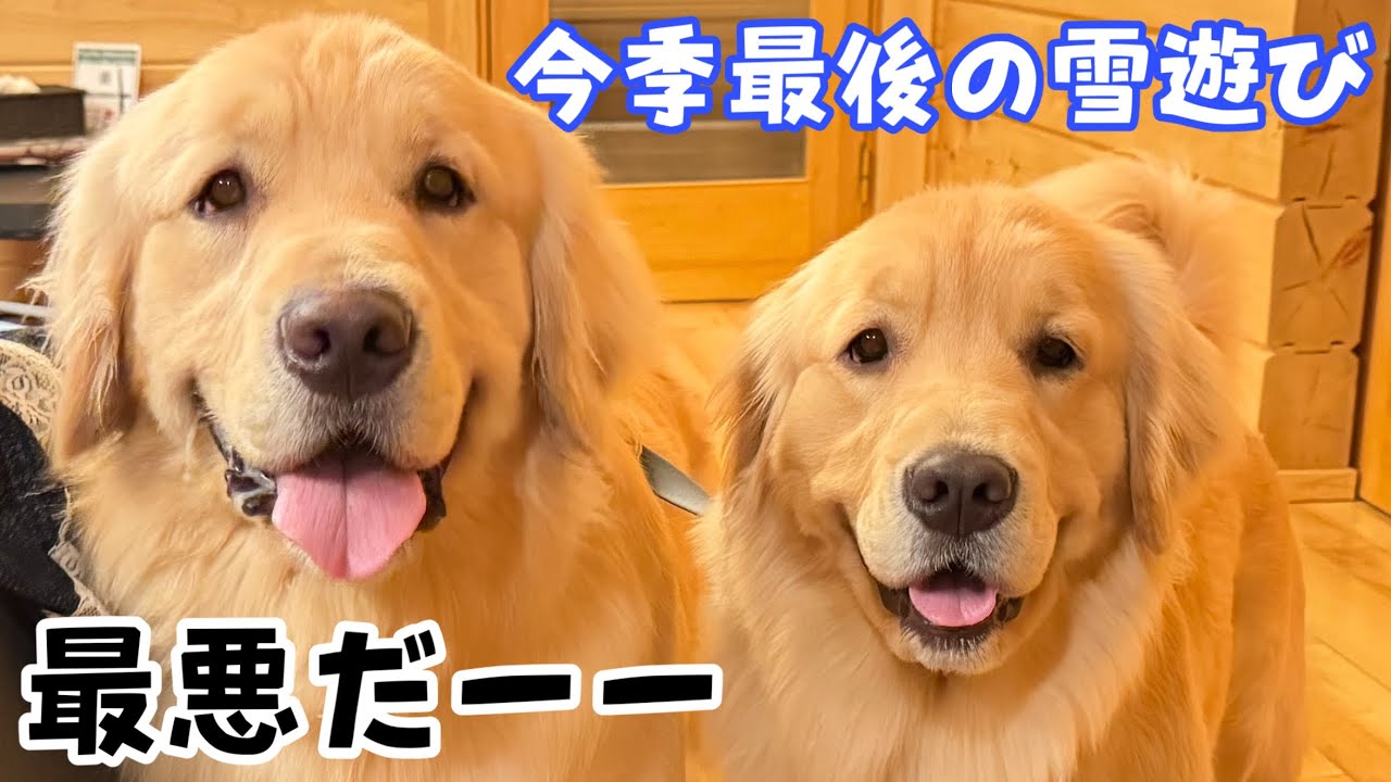 【今季最後の雪遊び旅】本当に最悪だ【避妊手術前のこと】