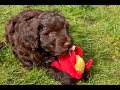 Wright's Portuguese Water Dogs at 9 weeks old Wright's Portuguese Water Dogs at 9 weeks old