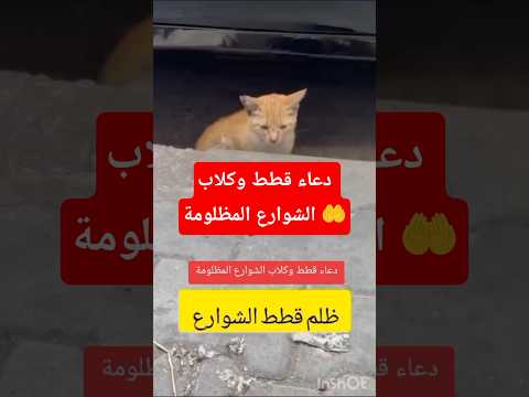 هاذ القط رماوه الزنقة ضربوه القطوط والكلاب كيتواجد في كازا روش نوار اللي يقدر يساعدوا أجروا لله