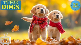 Dog Calming Music 🎵 Relaxation Music for Dogs 🐶 Gentle Sounds 💖 Comfort for Lonely Pets