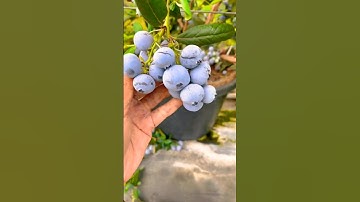 ❤️Rural Fruits Show🍓#bestvideo #shorts 🥝🍈🍎🍇