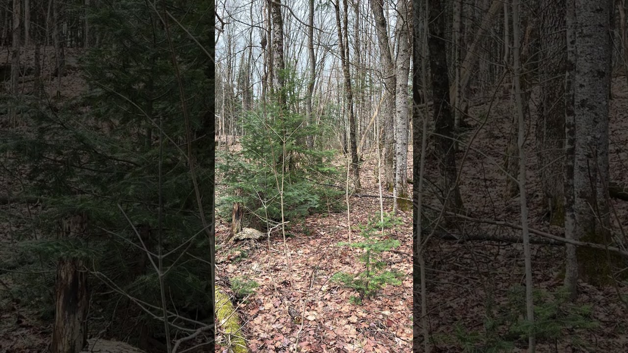 4k Spring Forest E7 26s #Naturelover #Expore #Beautiful #Peaceful #Relaxing #Spring #Canada #Forest