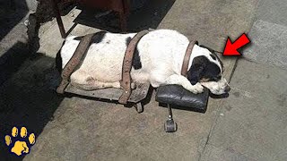 This Doggie Was Found At the Railway Station, Strapped to a Makeshift Board On Wheels